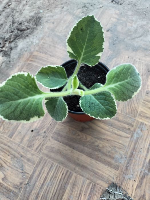 Продам мята плектрантус.