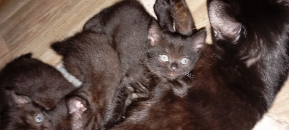 Отдам котят вислоухих шотландцев девочки