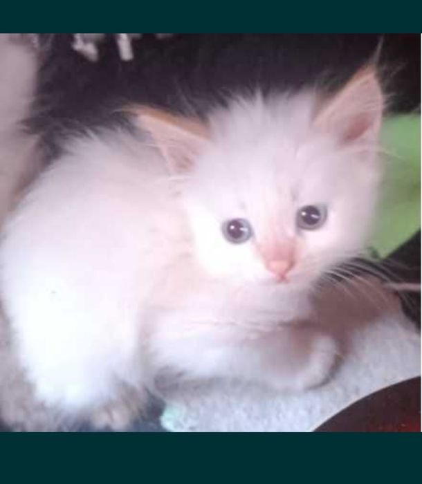 Котята Невская маскарадная !