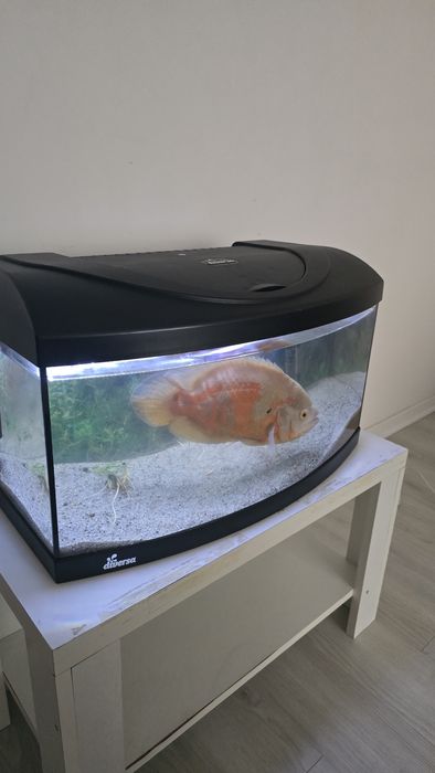 Acvariu 60l diversa curbat