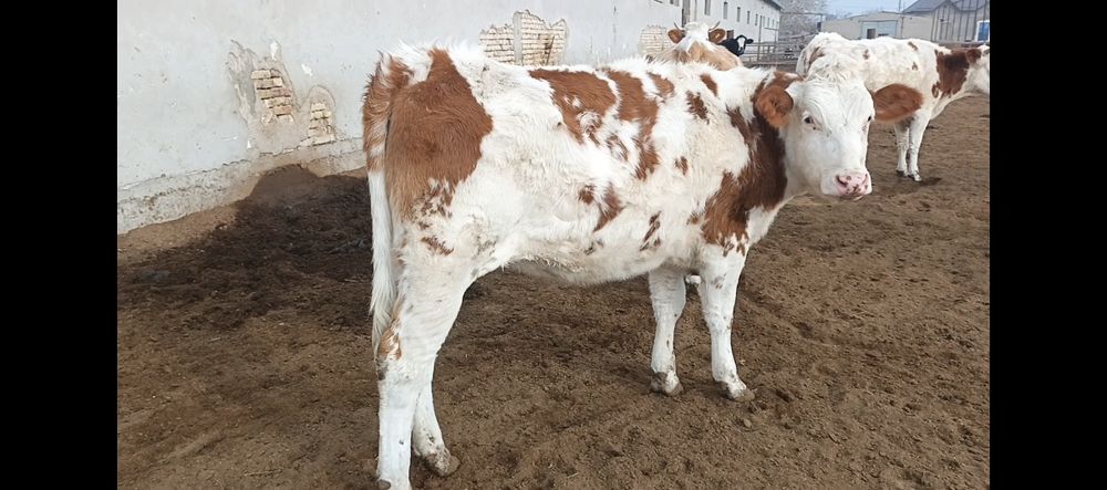 сментал ғуножин тозасидан