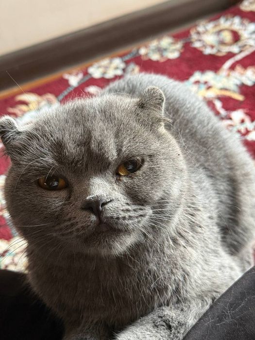 Шотландский вислоухий Scottish fold