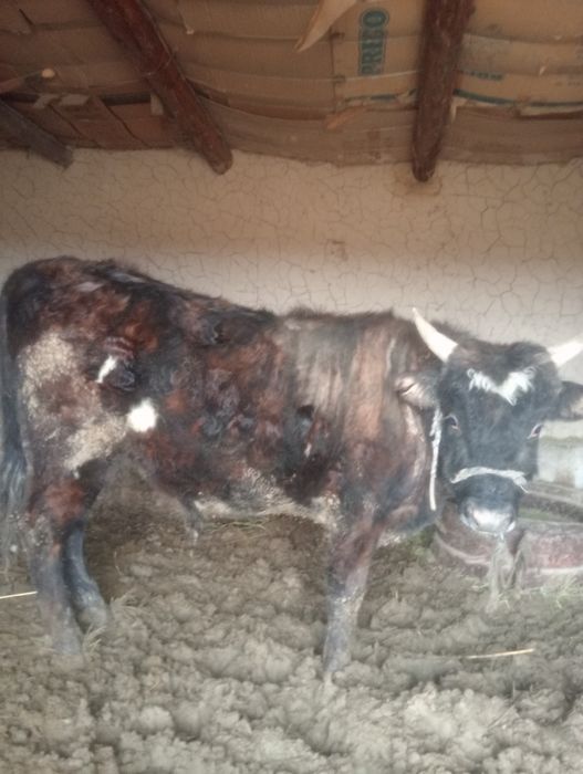 Бақалар сатылады өгіз