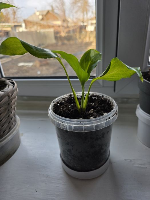 Продам женское счастье