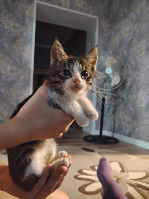 Отдам котят в хорошие руки