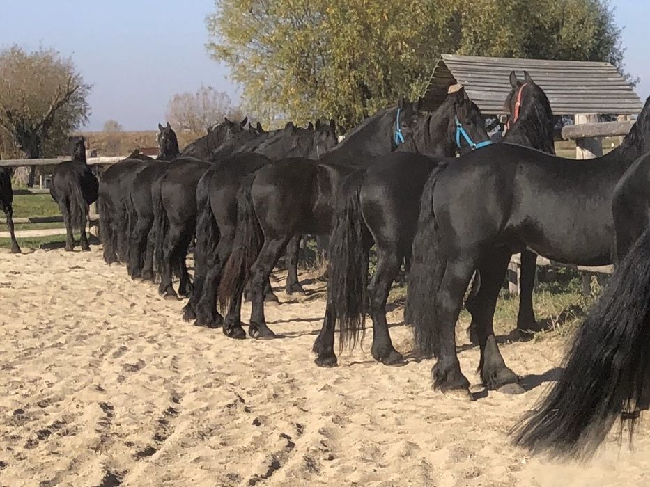 Friesian Frizian Friz armăsar iapa manz