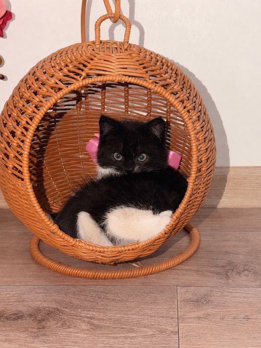 Очаровательные и умные котята