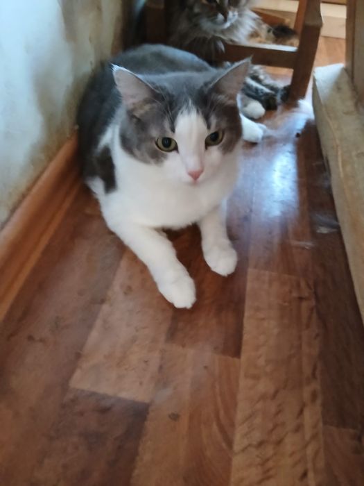 Отдам кошечку Люсю