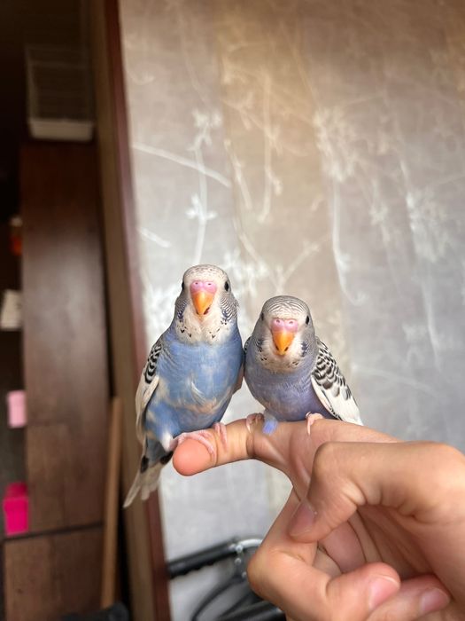 Popugay Волнистый Ruchnot to’tiqush Valnistiy