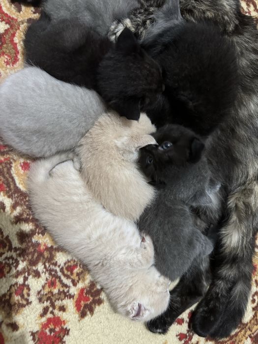 Продаются замечательные котята !