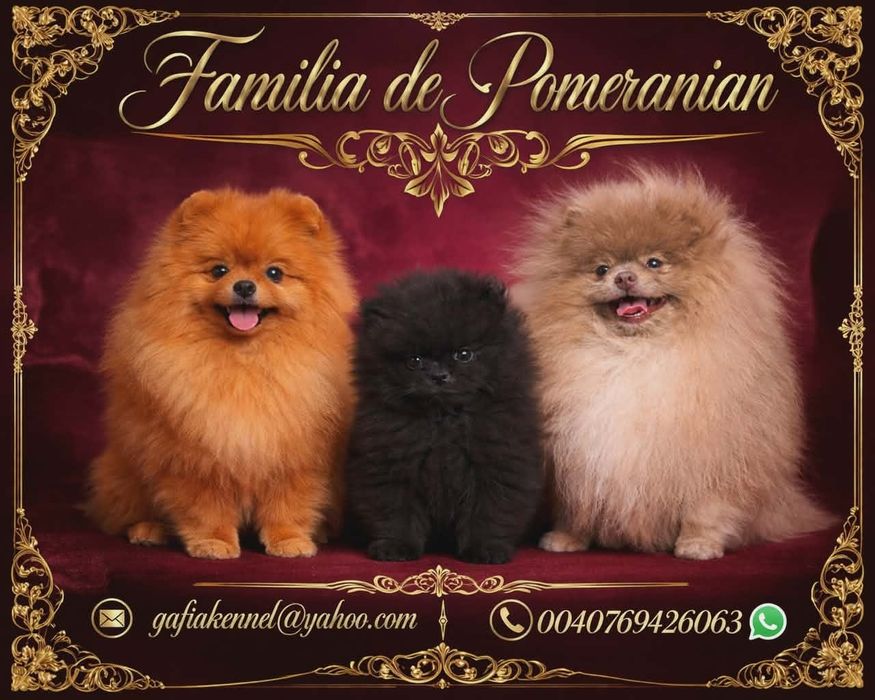 Mascul Pomeranian cu pedigree ACHR