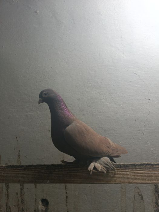 Голуби. Кептер. Кус