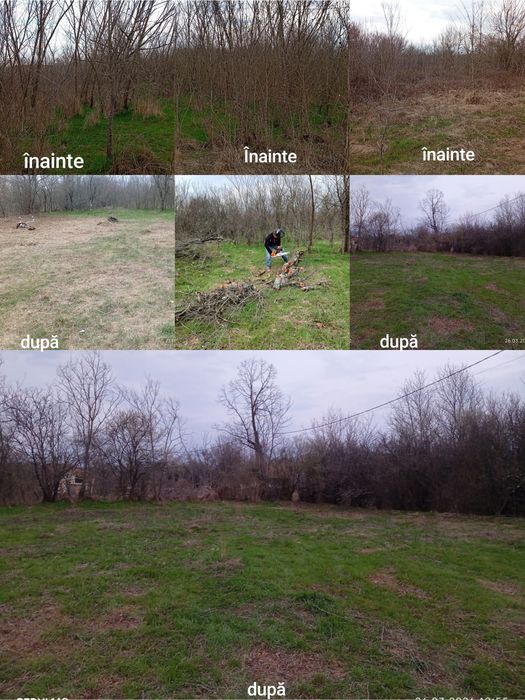 Sa făcut junglă pe terenul dumneavoastră?