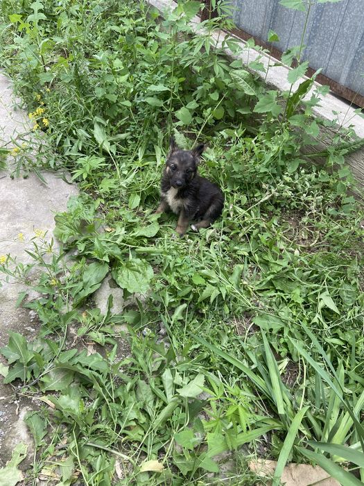 Собака овчарка щенки