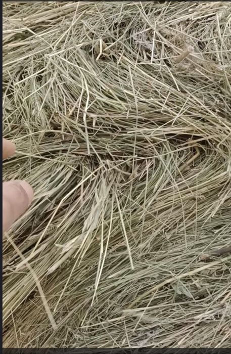 Срочно   Сено россыпью