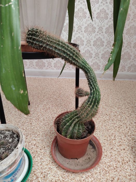 Продам Кактус домашний