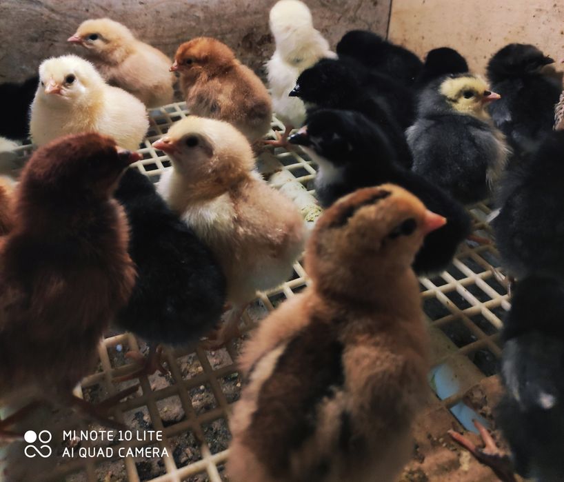 Цыплята чистопородные