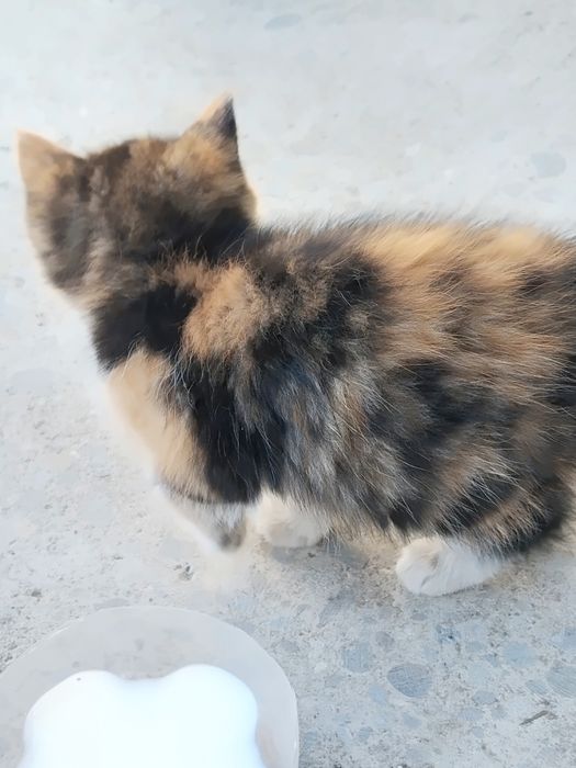 Отдам котят в хорошие руки