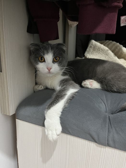 Вислоухий бесплатно Алматы