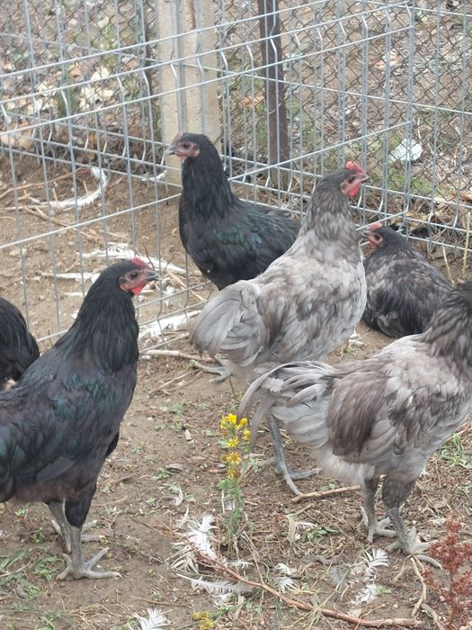 Cocos Australorp  5 luni negri ,gri/splash