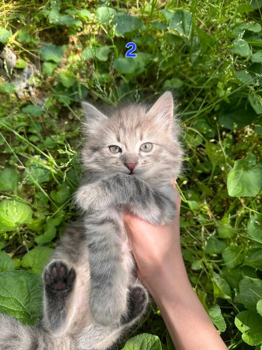 Котёнки 1,5 месячные, мальчики