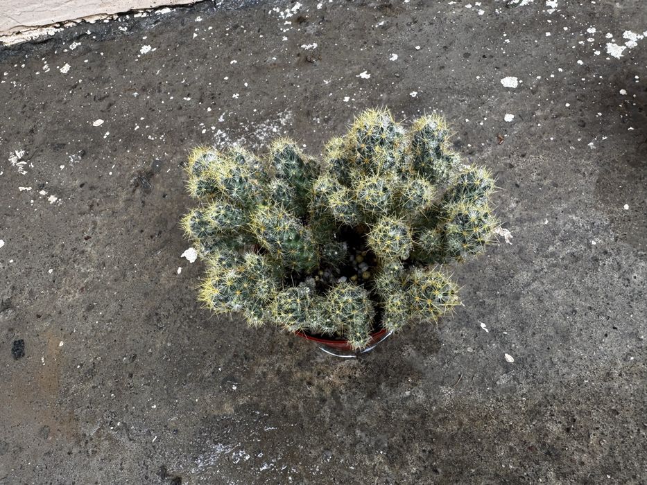 Кактус Mammillaria elongata
