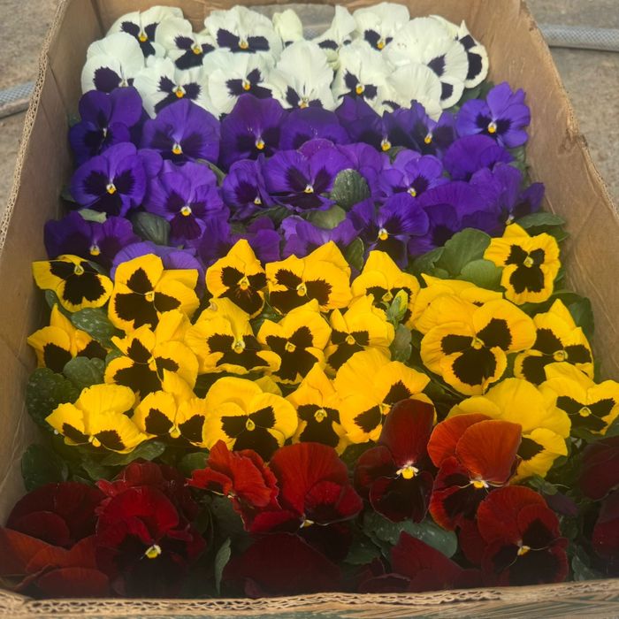 Петунья бархатцы