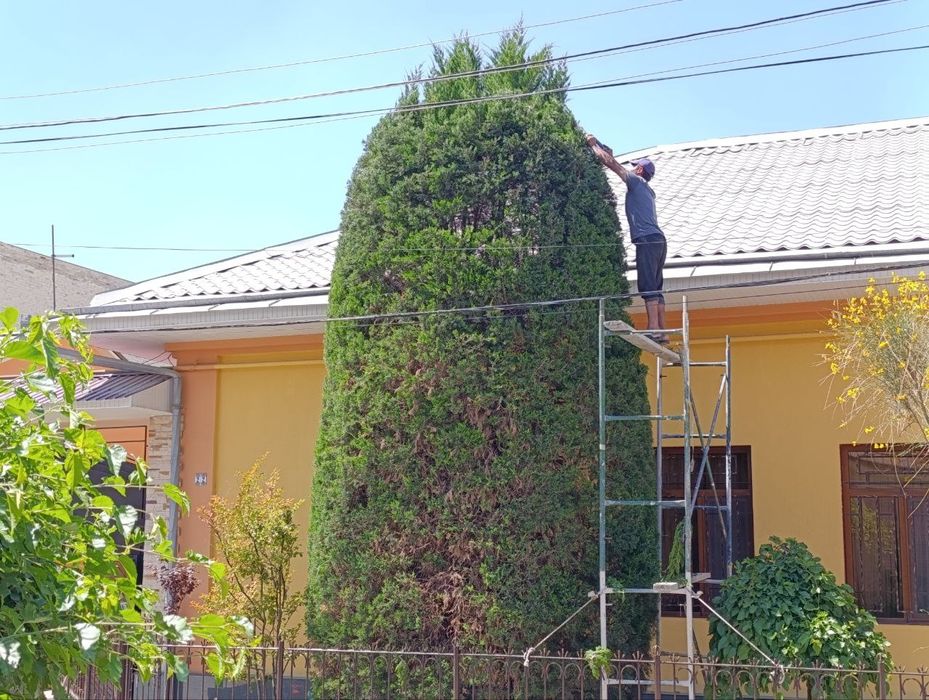 Archa kesish dorilash xizmati