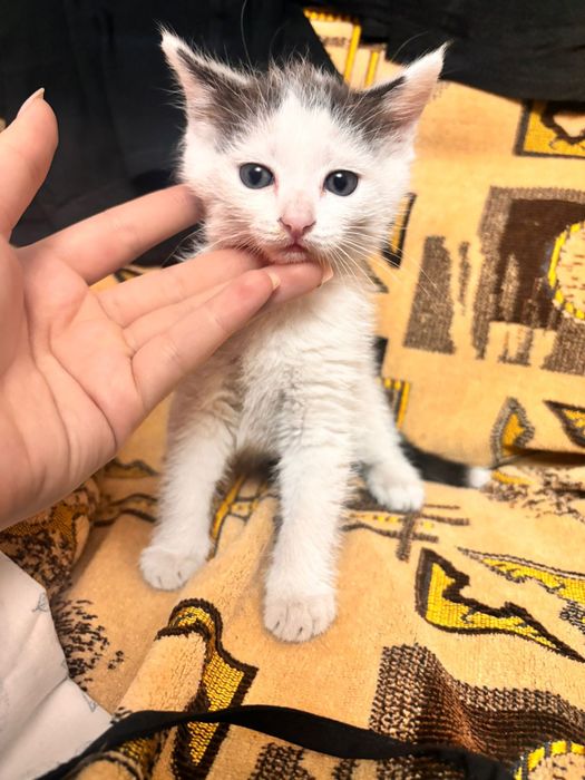 Котенок мальчик в добрые руки