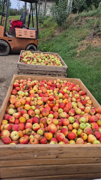 Mere pentru tuicã sau suc