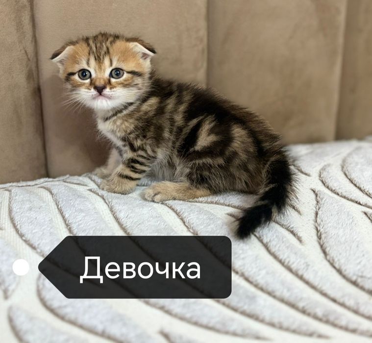 Шотландские котята