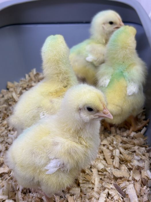 Цыплята кобб 500 5 дней