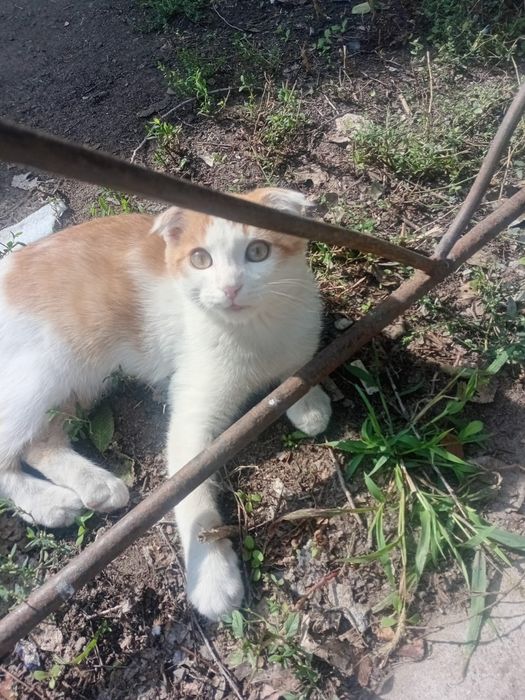 Котик ищет дом красавчик