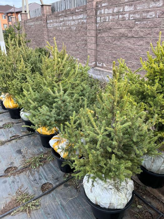 Ель Высота метр