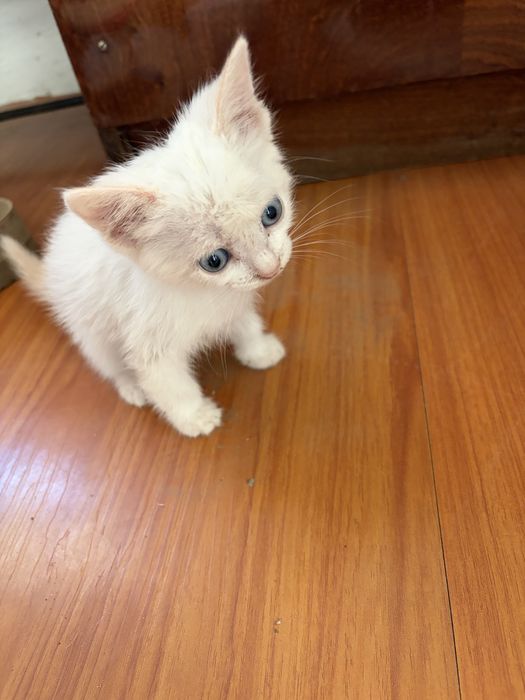 Отдам котенка  Селекционная