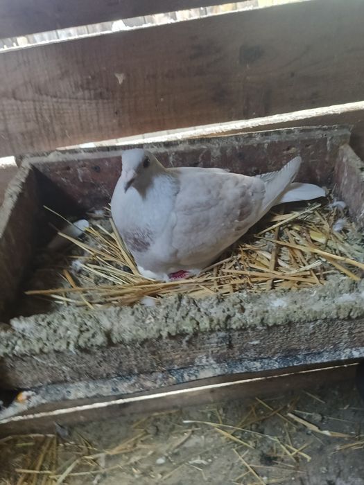 Porumbei diferite rase