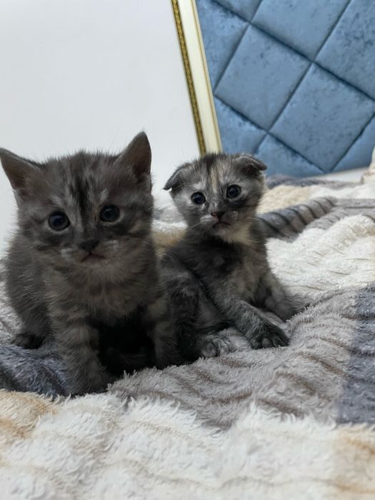 Красивые котята вислоухие.