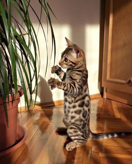 Бенгальский котенок