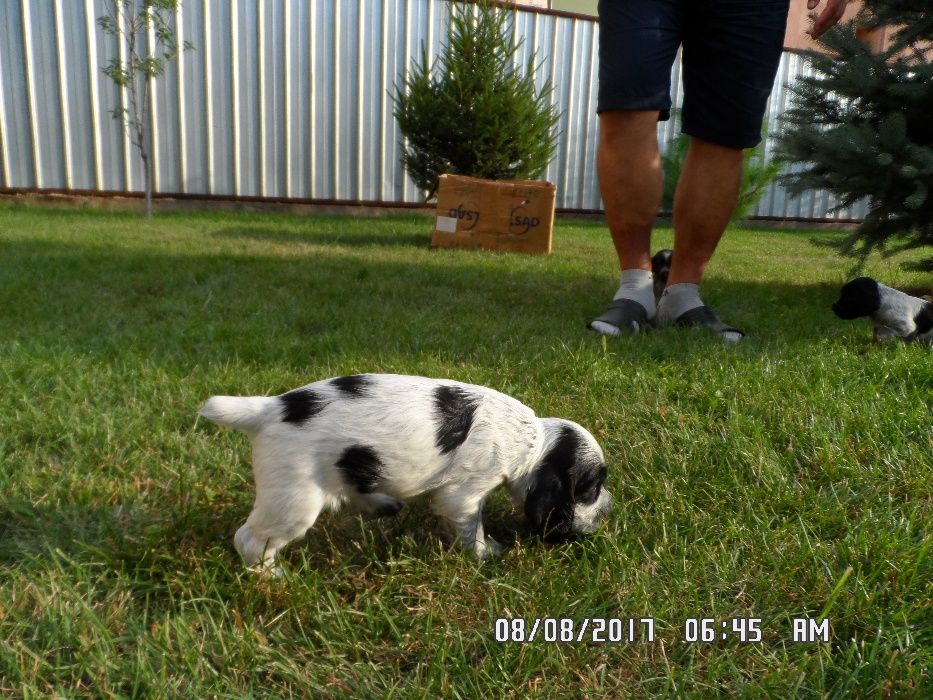 Кобелёк ищет самочку-спаниеля для вязки.