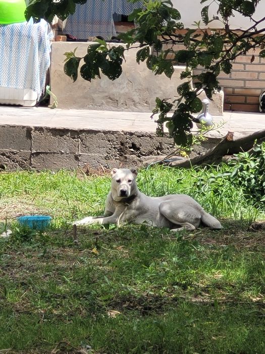 Алабай Киз бола 7-8 ойлик