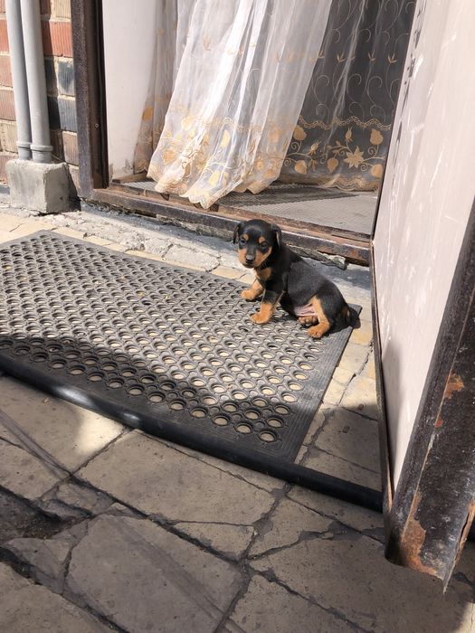 Продаются  щенята ягдтерьера
