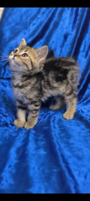 Шотландские котята фолды и страйты