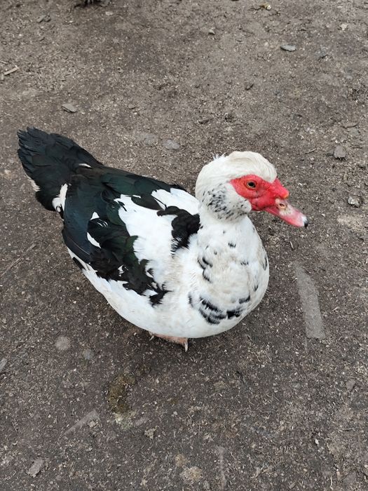 Vând rățoi și cocoși mari
