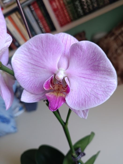 Фаленопсис цветущий