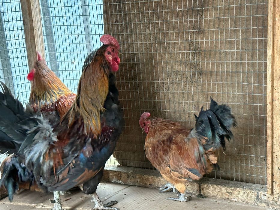 Петухи карликовые