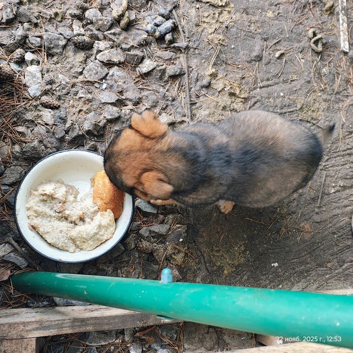 Щенки в добрые руки срочно