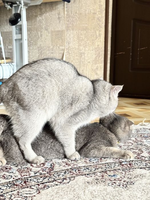 Вязка. британская короткошерстная серебристая шиншилла