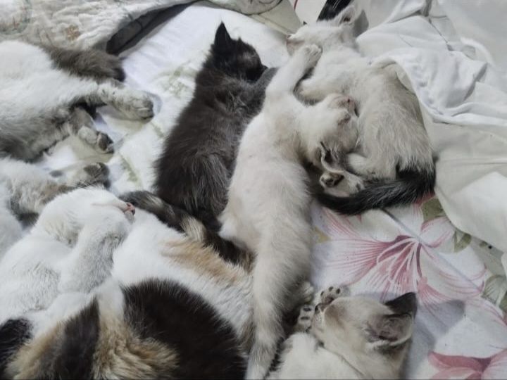Отдадим котят в хорошие руки!!!