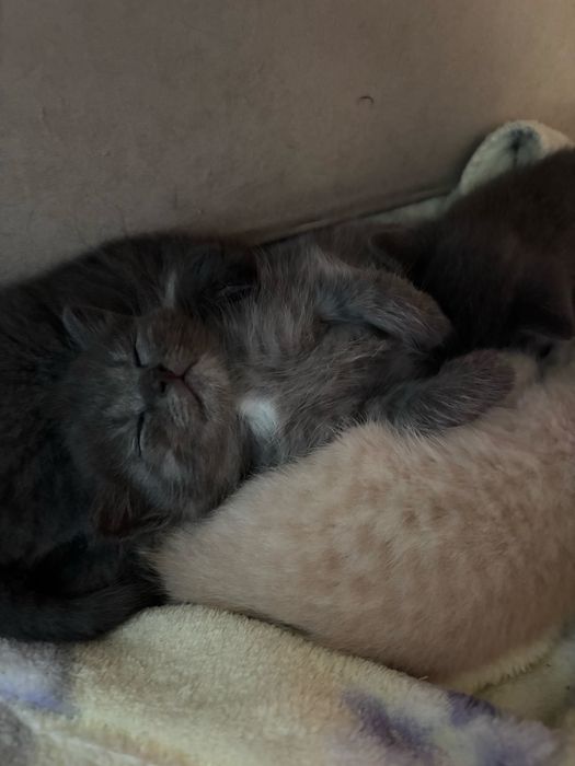 Отдаём маленких котят