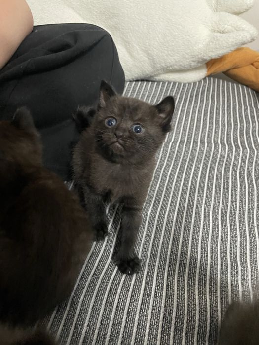 Отдам котят,  все девочки.